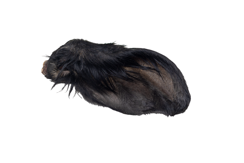 ucho wołowe z włosem.beztła